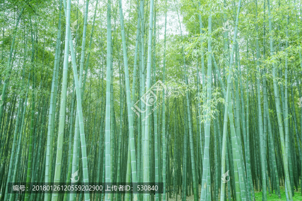 竹子竹林竹葉