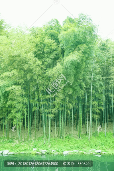 竹林小路