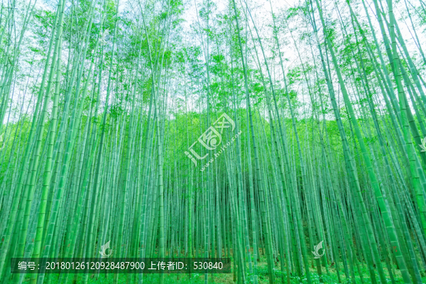竹子竹林竹葉