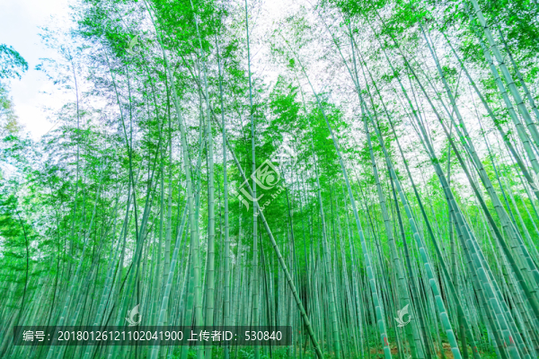 竹林小路