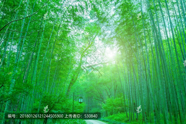 竹子竹林竹葉