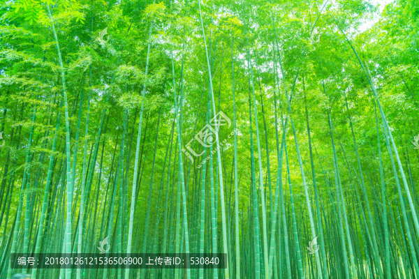 竹子竹林竹葉