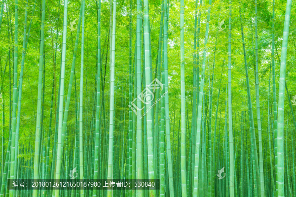 竹子竹林竹葉