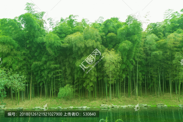 竹子竹林竹葉