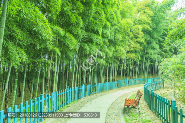 竹子竹林竹葉