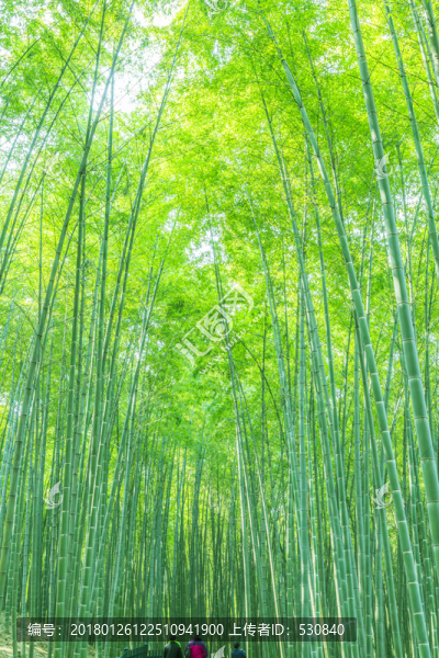 竹葉竹子竹林