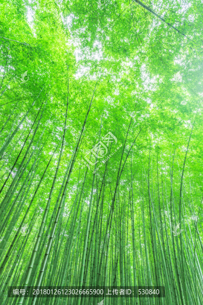 竹子竹林竹葉