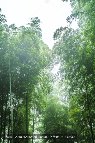 竹子竹林竹葉