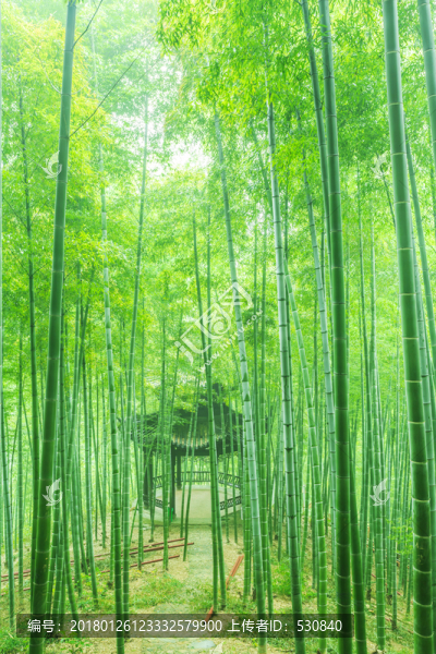 竹子竹林竹葉