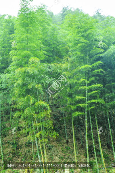 竹子竹林竹葉
