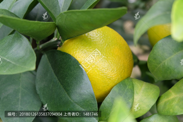 橙子