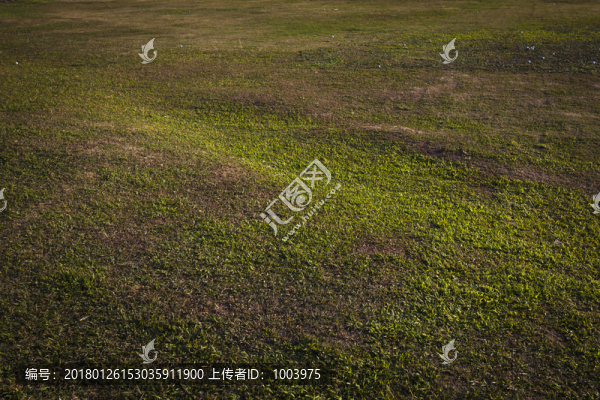 高球場,草地,草坪,素材