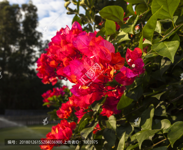 杜鵑花