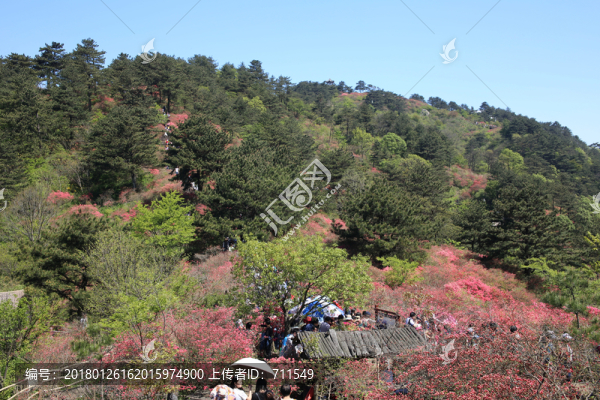龜山杜鵑花海