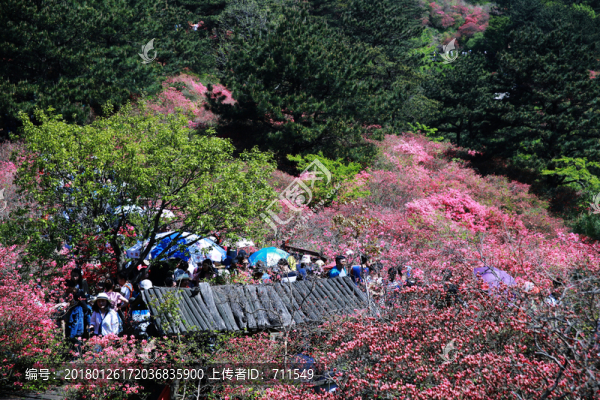 龜山杜鵑花