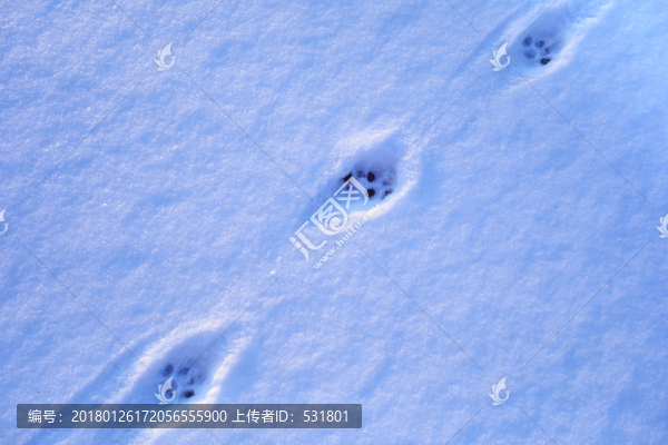 雪地里的動物腳印