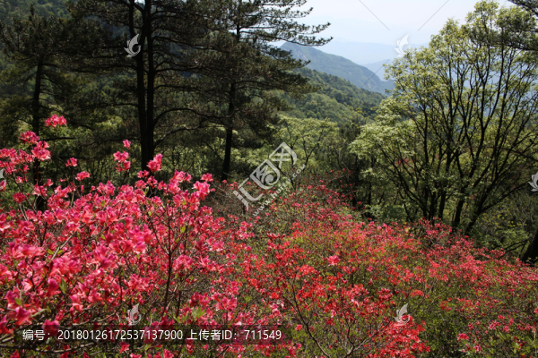 龜山杜鵑花海