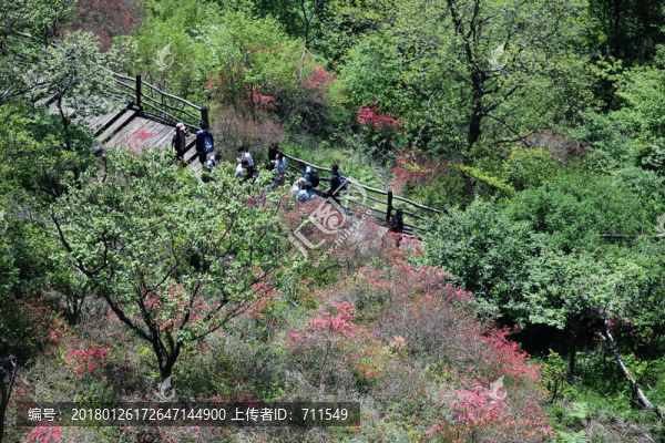 麻城龜山杜鵑