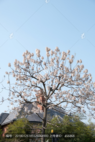 樹木,開花