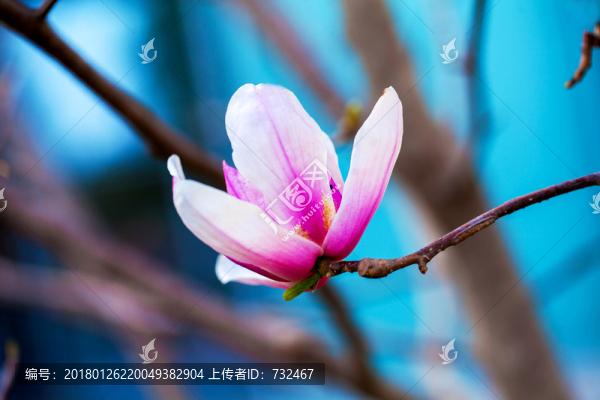 玉蘭花特寫