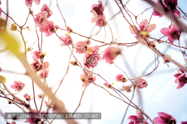 粉色玉蘭花