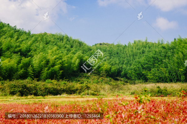 田園秋色