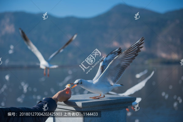 海鷗