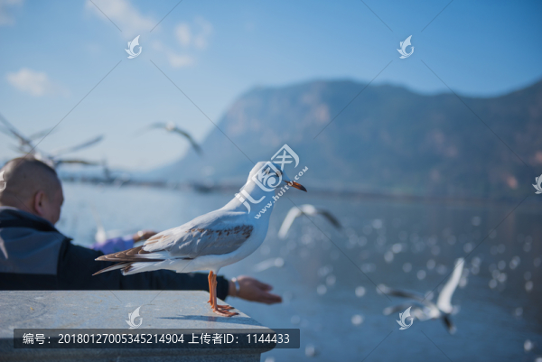 滇池,海鷗
