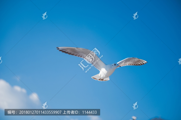 海鷗