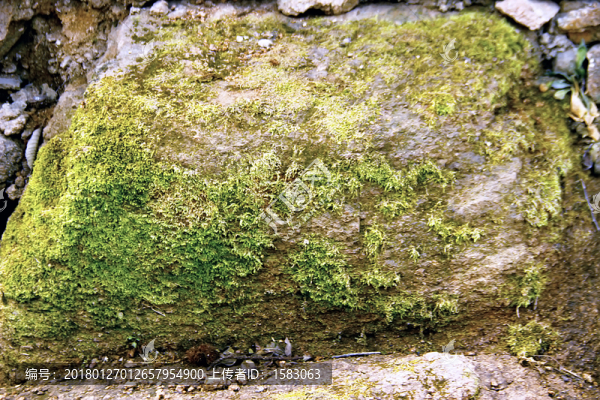 山坡吸水石,青苔石面