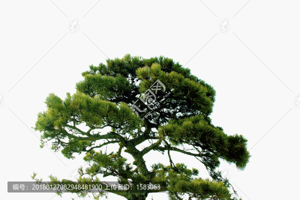 松樹,松枝