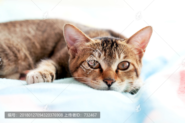 寵物貓