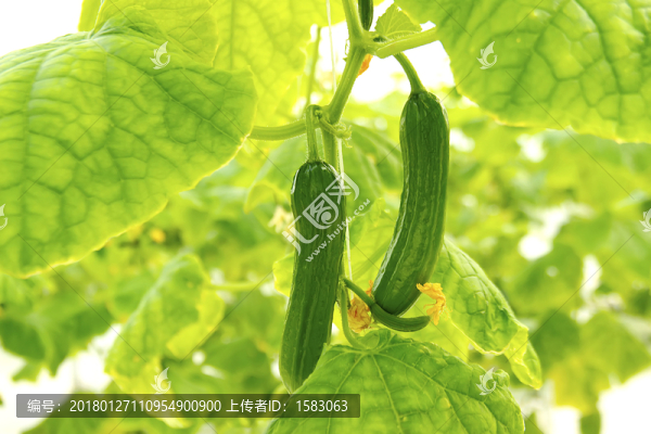 黃瓜,水果黃瓜