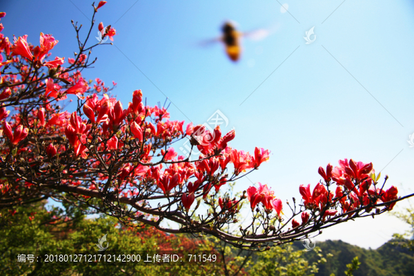 藍(lán)天下的紅杜鵑