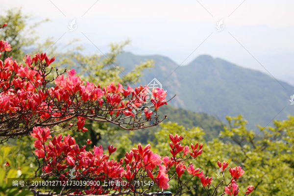 麻城龜山杜鵑花