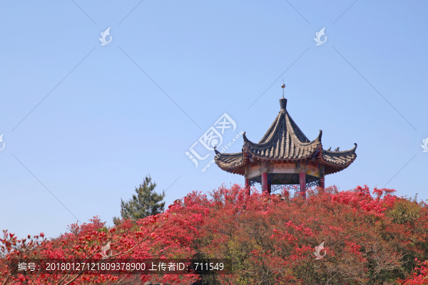 麻城龜山杜鵑花海亭子