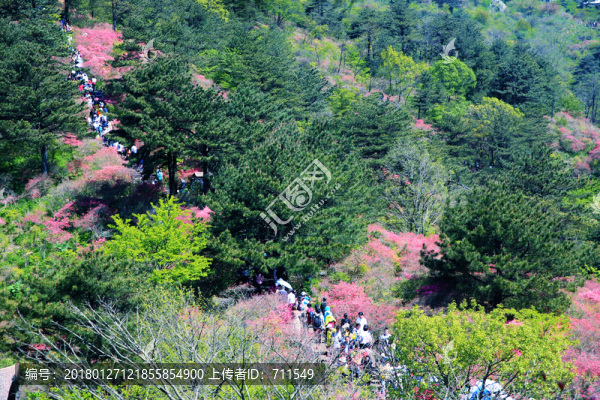 龜山杜鵑花海