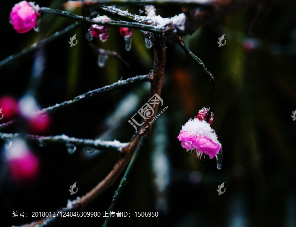 雪中梅花