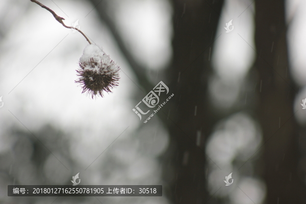 南方的雪