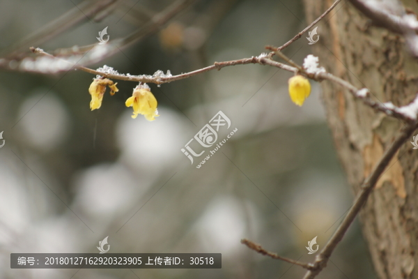 南方的雪