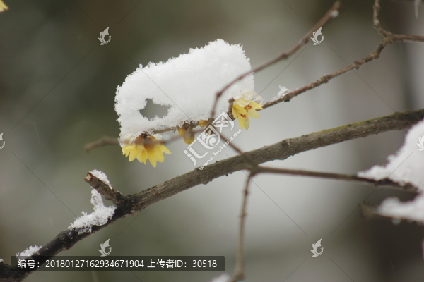 南方的雪