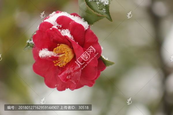 江南雪