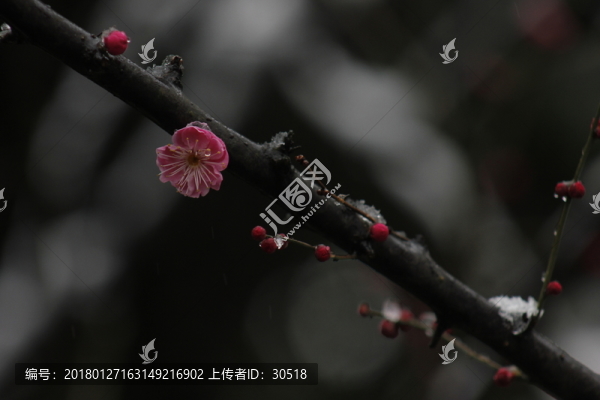 江南雪
