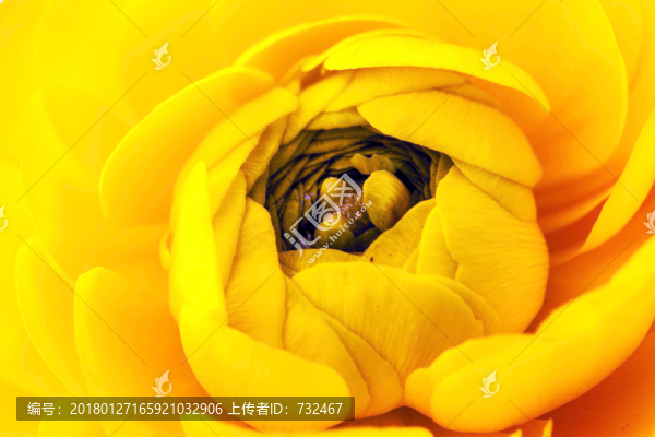 毛茛花特寫