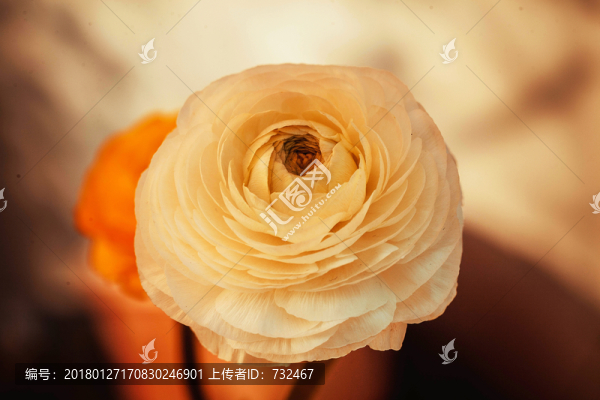 毛茛花特寫