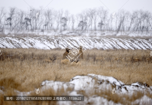 雪中麋鹿
