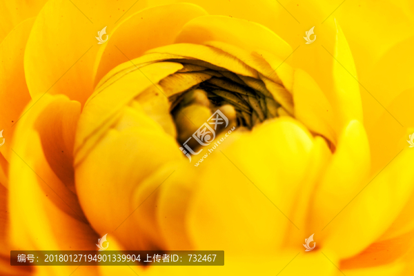 毛茛花特寫