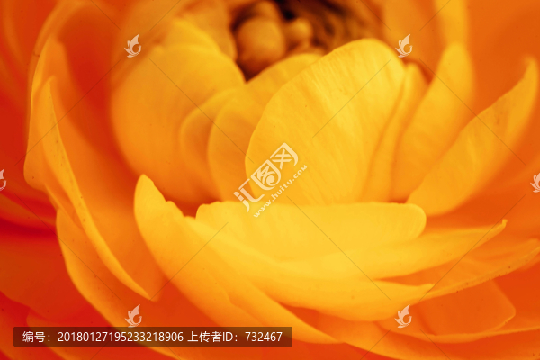 毛茛花特寫