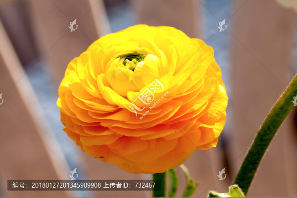 毛茛花特寫