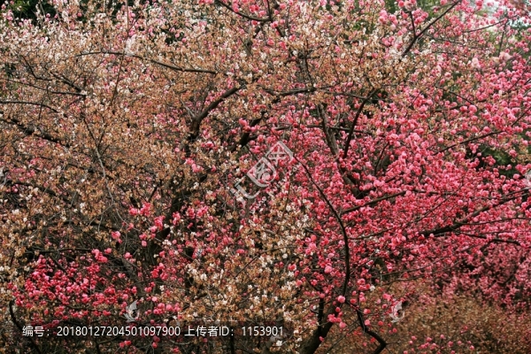 紅梅,白梅